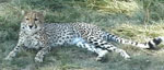 cheetah diva at safari west