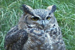 iasa greater horned owl at coyote point