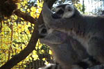 ringtail lemur mates cuddle at safari west