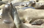 elephant seals at ano nuevo, the marine mammal center