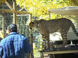 wildlife video, animal documentaries, cheetah conservation fund at safari west
