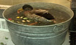 lucky the hybrid duck at lindsay museum 