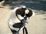 black & white ruffed lemurs